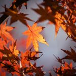 maple, leaves, fall-1415541.jpg